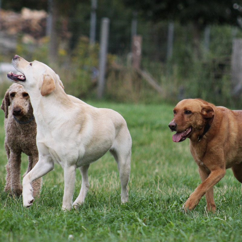 offene Hundekommunikation Sülsdorf