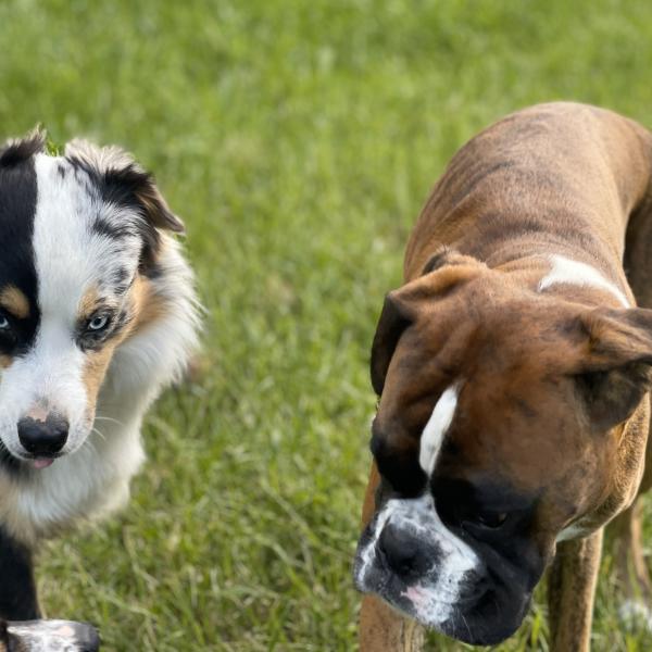 Workshop Hundekommunikation