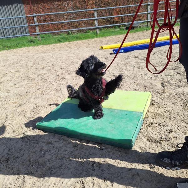 Tricktraining mit Janet