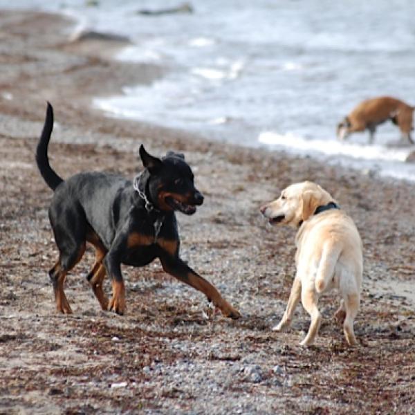 Ausdrucksverhalten von Hunden