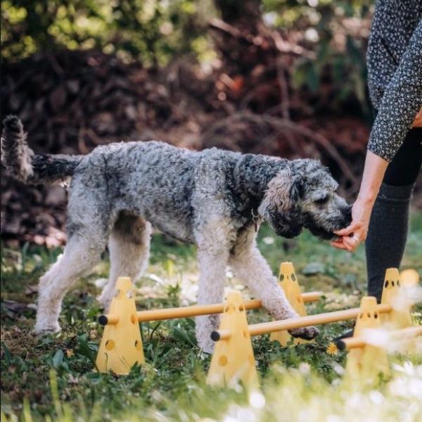 Hundefitness mit Kerstin Ecker
