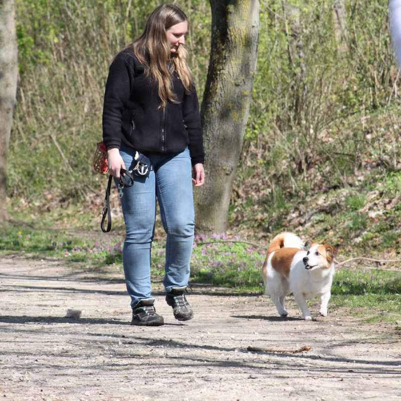 Intensivkurs Hundebegegnungen