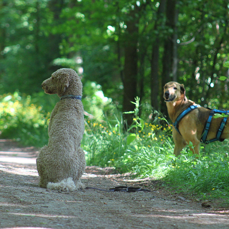 Ich bin dann mal weg... Arbeit mit dem Jagdverhalten