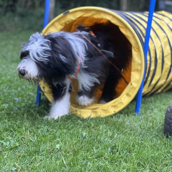 Agility mit Janet