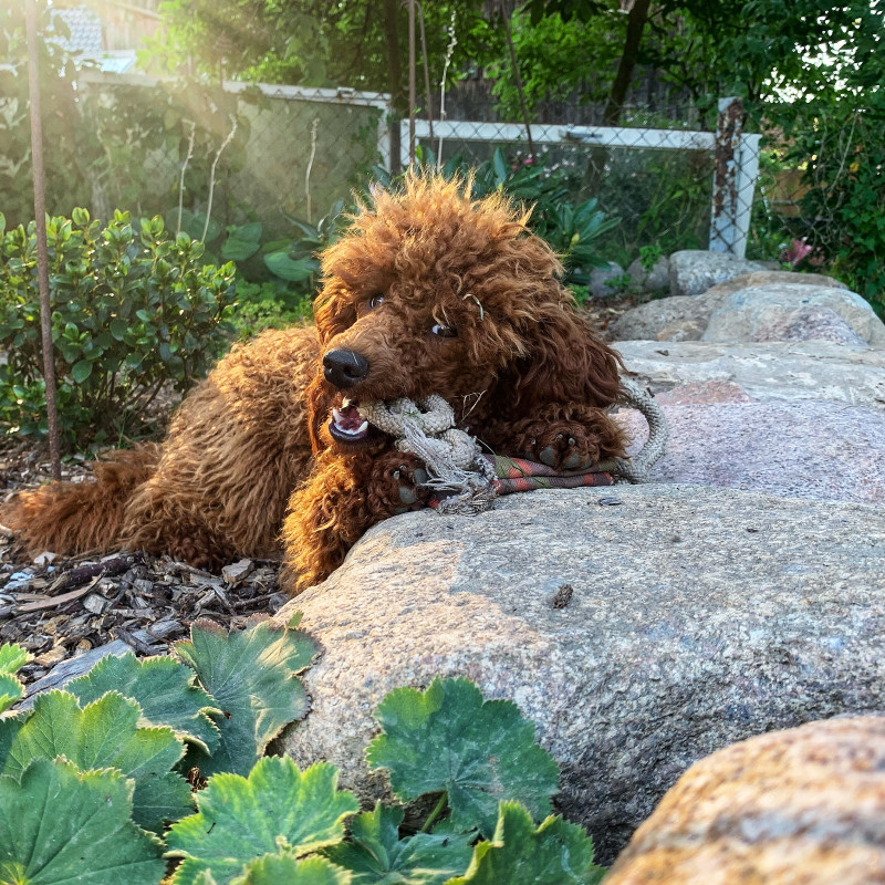 offene Kleinhundekommunikation