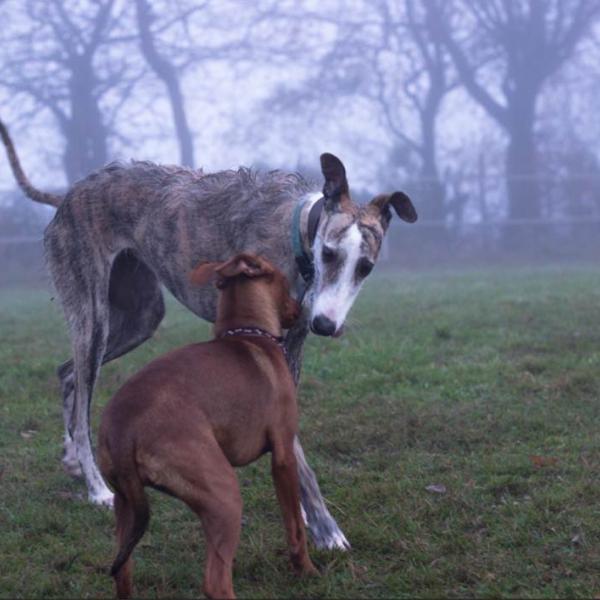 Grundkurs Hundekommunikation