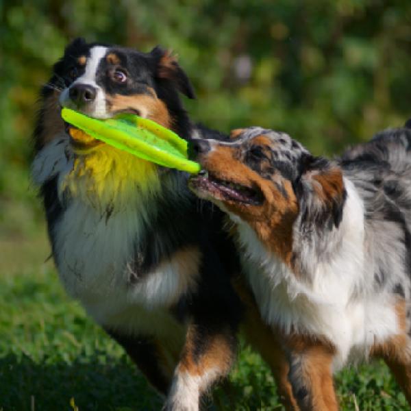 Junghund- & Erziehungskurs oblig./freiwillig D1