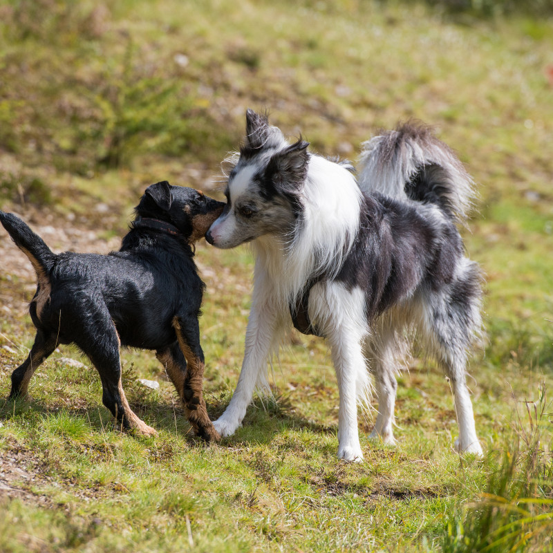 Junghunde- & Erziehungskurs freiwillig od. obligatorisch