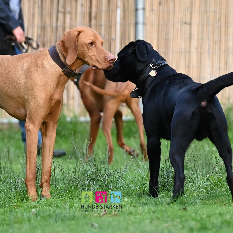 SOZIALKONTAKT IM FOKUS - gefilmt und analysiert