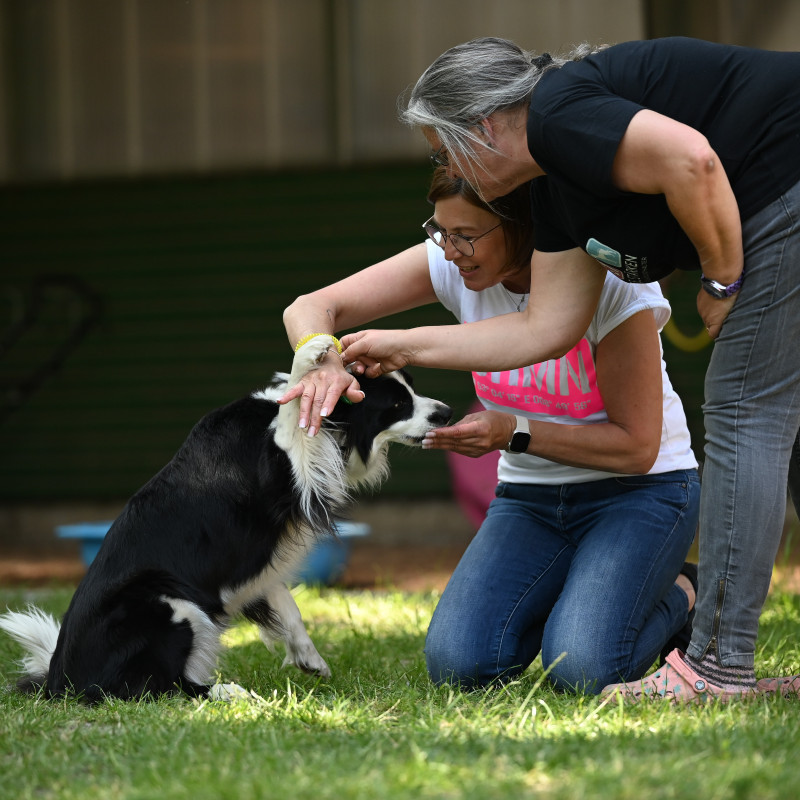 Offenes TRICK TRAINING