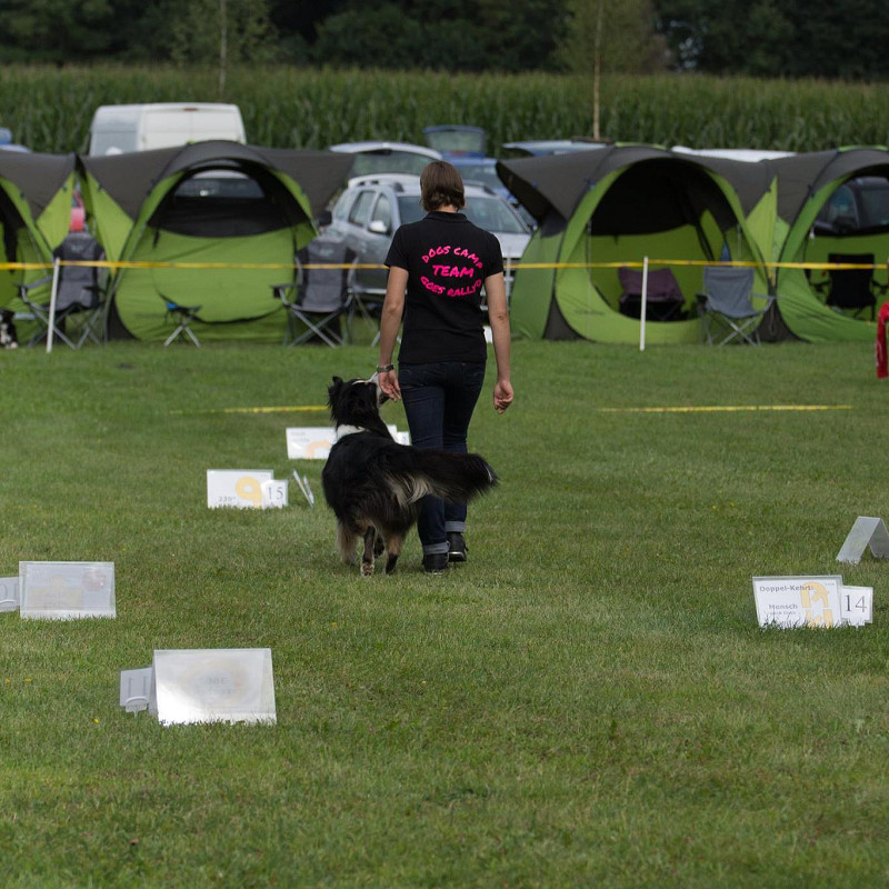 MSÜ (Mehr Schild Übungen) Rally Obedience