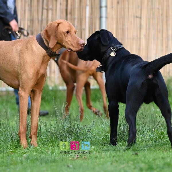 SOZIALKONTAKT IM FOKUS - gefilmt und analysiert