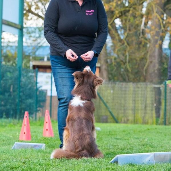 RALLY OBEDIENCE