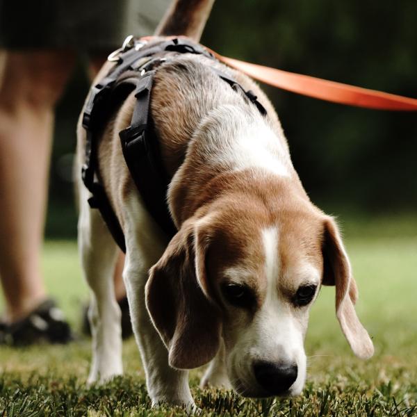 Persönlichkeitsanalyse HSS®