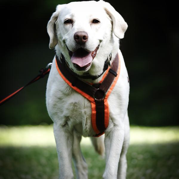 Persönlichkeitsanalyse HSS®