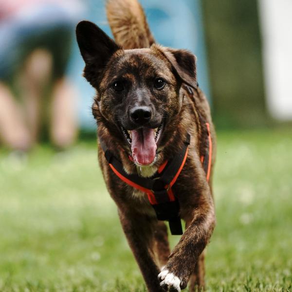 Persönlichkeitsanalyse HSS®