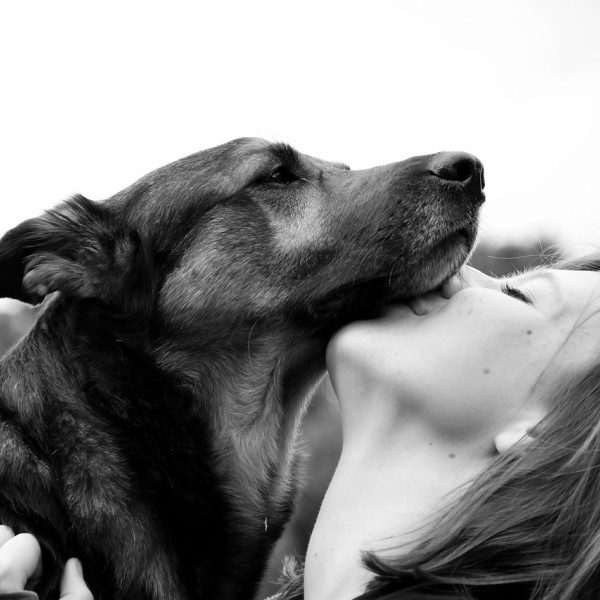 Mensch-Hund-Beziehungs-Seminar HSS®