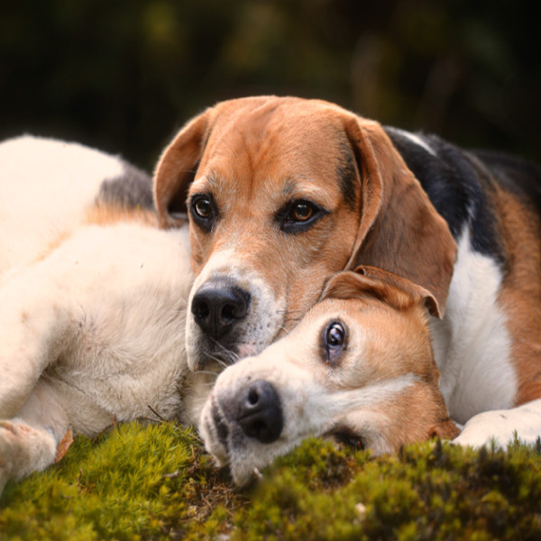 Intensiv-Seminar Team Qualitäter Denker mit Beschützer