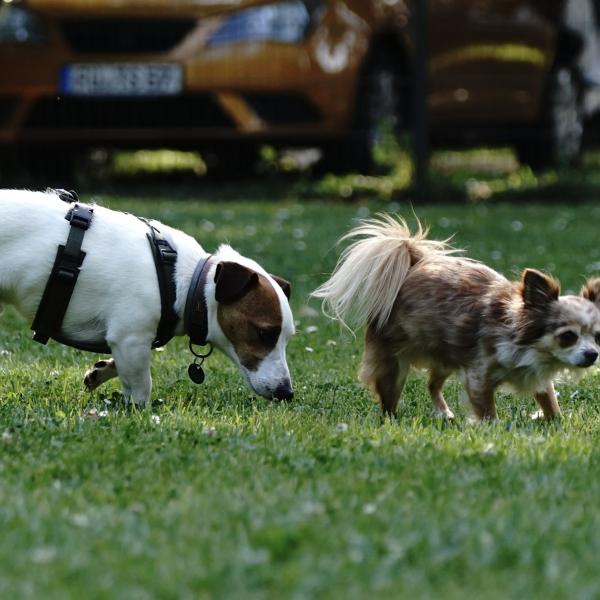 Persönlichkeitsanalyse HSS®