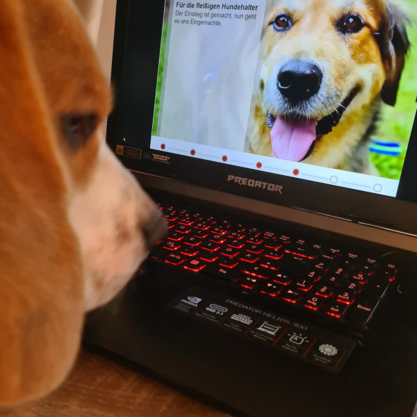 Online-Training Querbeet