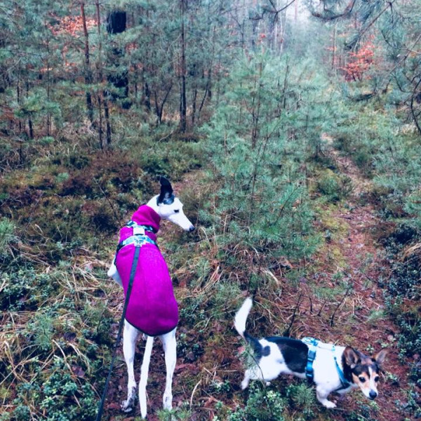 Jagdhunde-Kurs