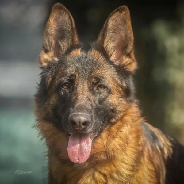 HSS®-Führungs-Seminar für Visionäre