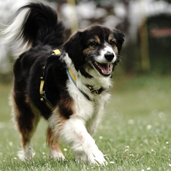 Persönlichkeitsanalyse HSS®