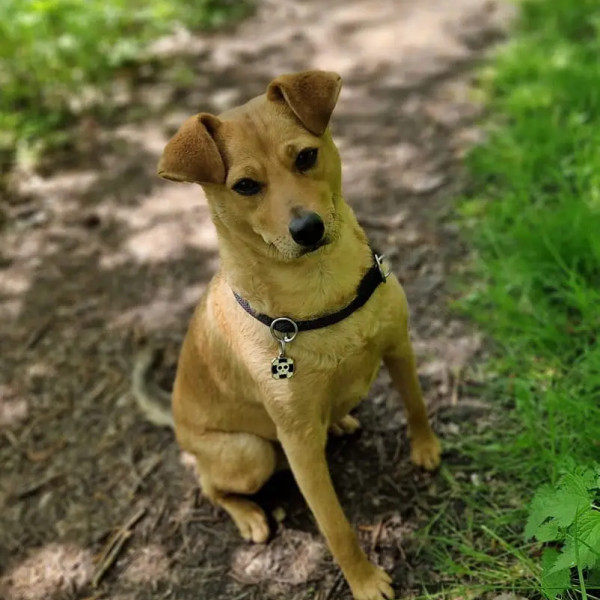 HSS®-Führungs-Seminar für unselbständige Partner Unterstützer und Beschützer