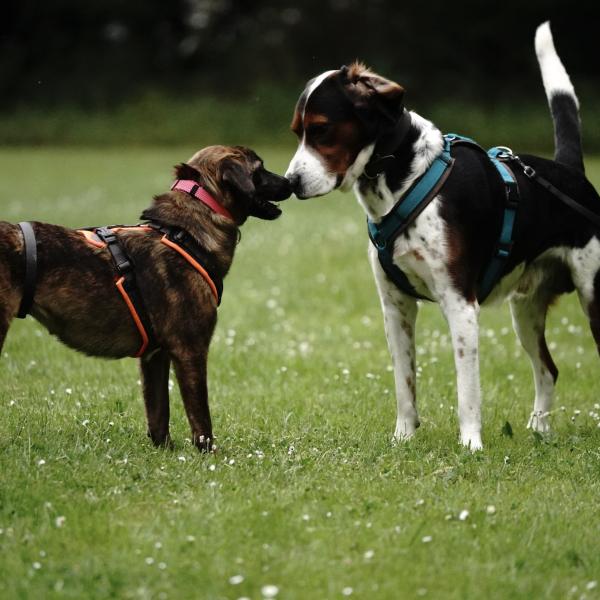 Persönlichkeitsanalyse HSS®