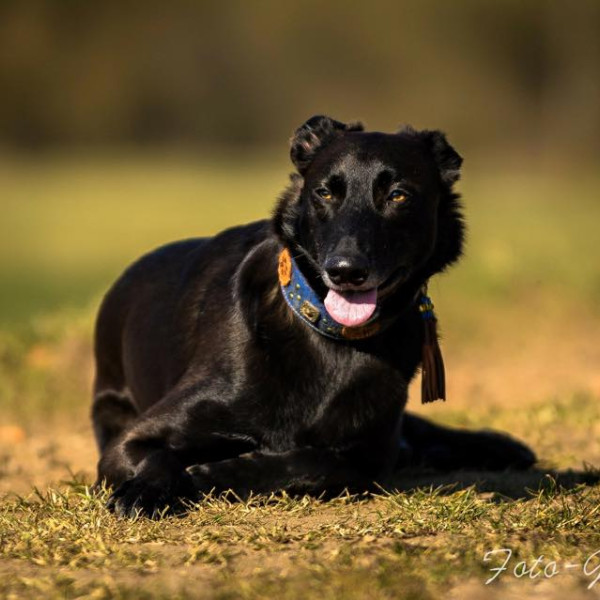 Kommunikations-Tag Hund nach HSS®