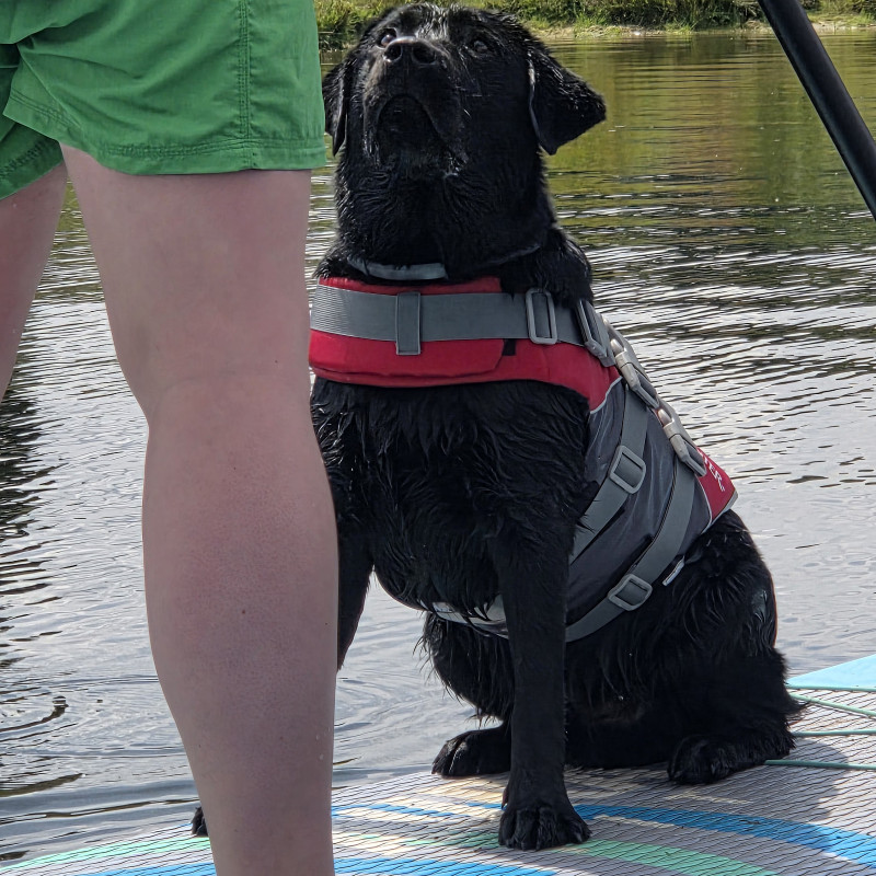 SUP mit Hund - Einsteigerworkshop
