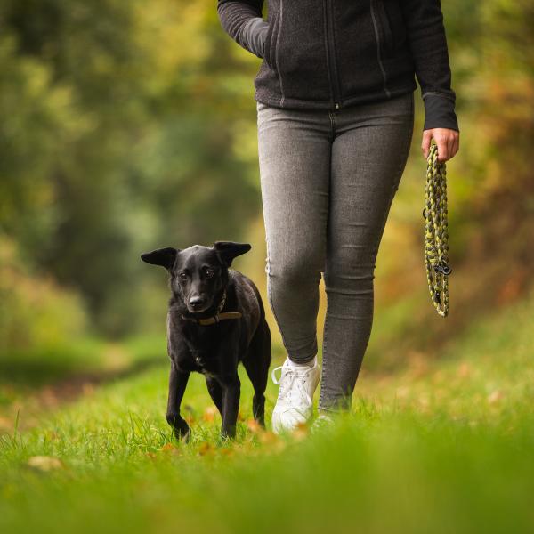 Der Weg zum Team - Basistraining für Mensch und Hund