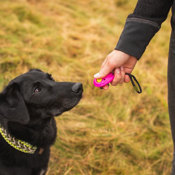 Sauerländer Clever Dogs – die Trick Dog Gruppe