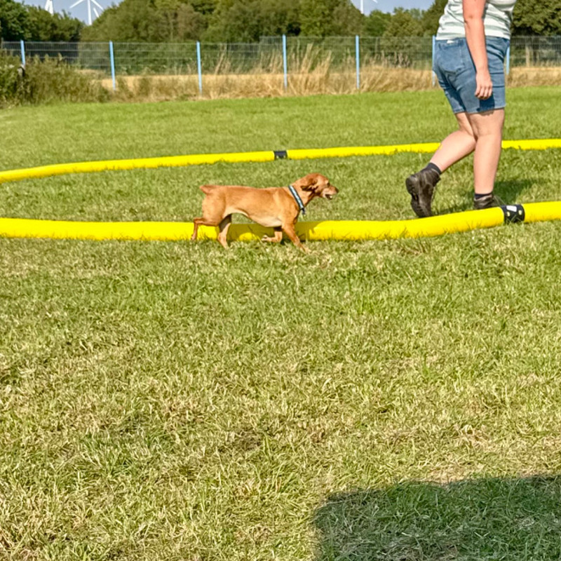 Longieren mit Hund - vom kreis zur Kommunikation