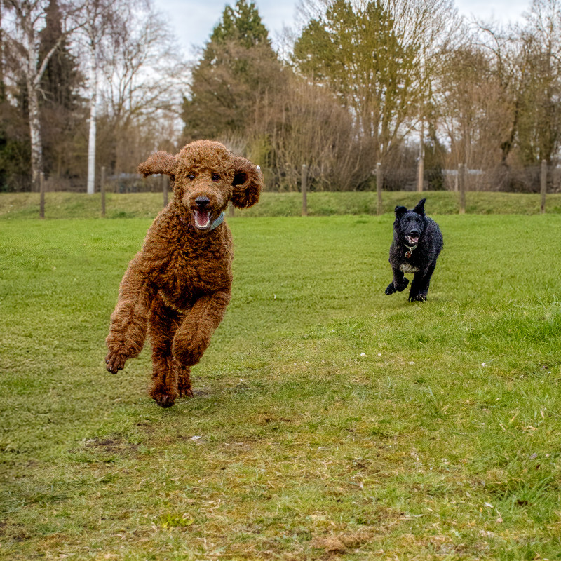 Kommunikationsstunde Hund