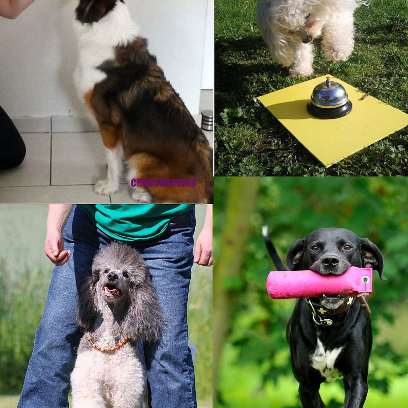 Kreatives Hundetraining