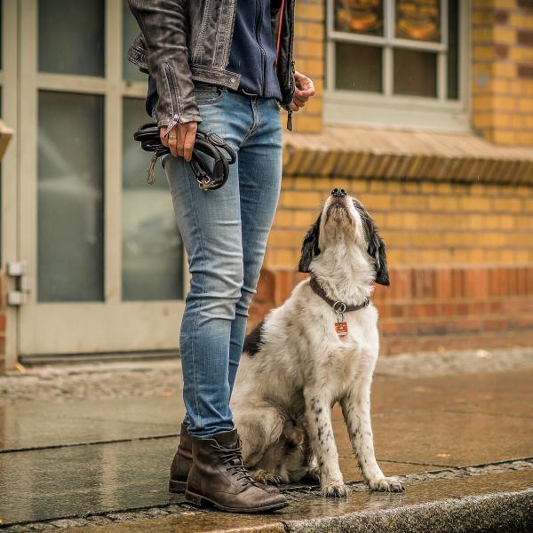 Führen ohne Leine – Körpersprache verstehen & einsetzen