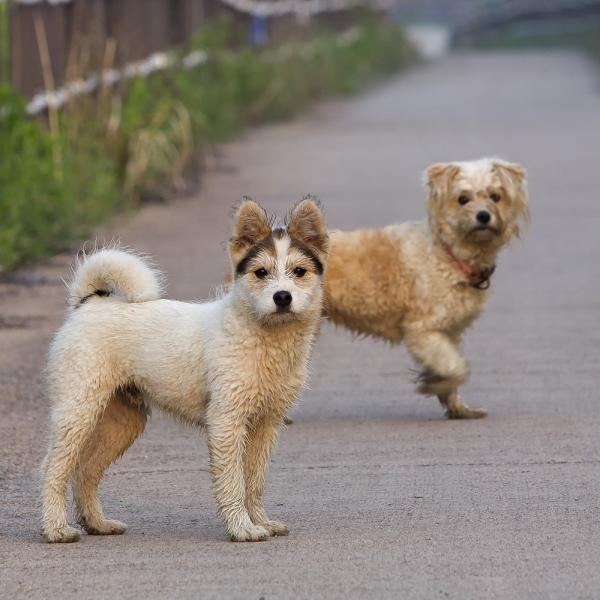 Wanderung Schönower Heide