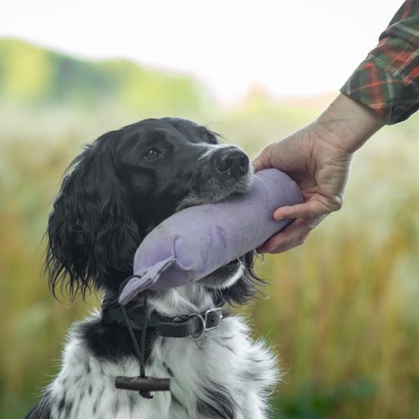 Apportieren Einsteiger-Kurs