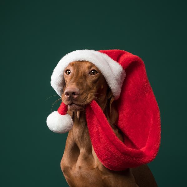 Advents-Spaziergang 2026