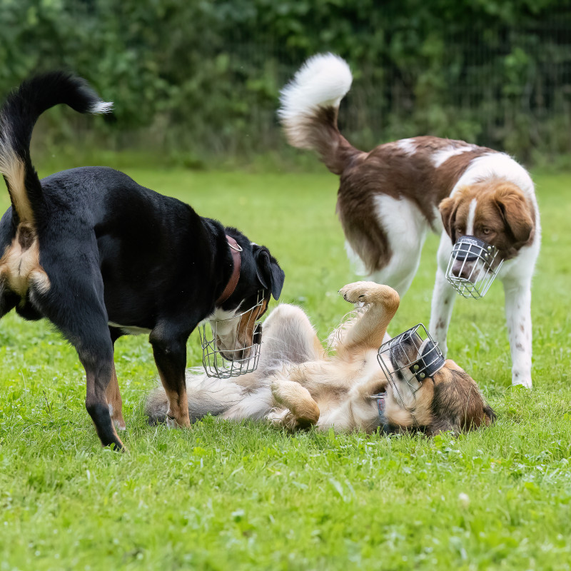 Hundegruppe "Hundetreff 4" ab Juni 2026