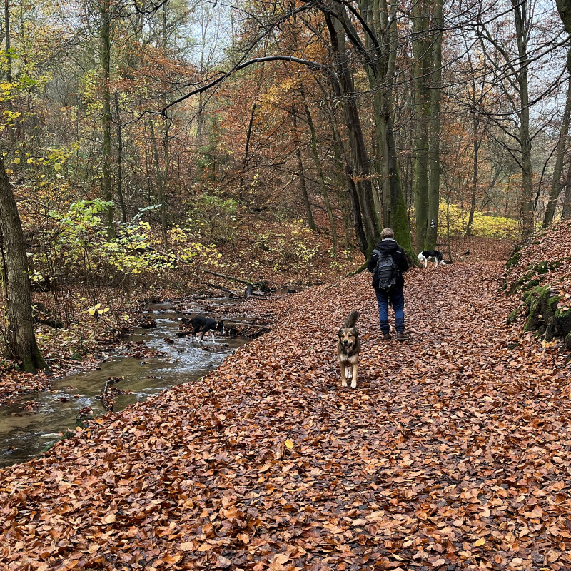 Spätsommerwanderung - unterwegs mit unseren Hunden in der Natur - einfach schön!