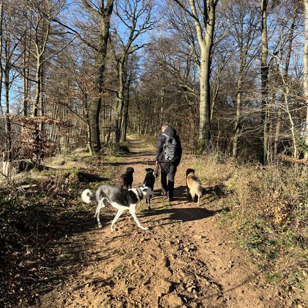 Winterwanderung - unterwegs mit unseren Hunden in der Natur - einfach schön!