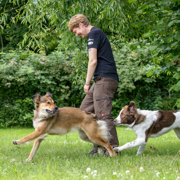 Sommerwanderung - unterwegs mit unseren Hunden in der Natur - einfach schön!