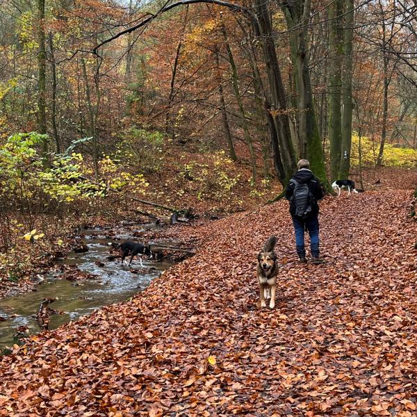 Frühlingswanderung - unterwegs mit unseren Hunden in der Natur - einfach schön!