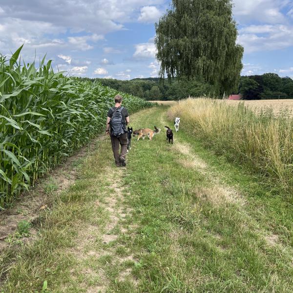 Spätsommerwanderung - unterwegs mit unseren Hunden in der Natur - einfach schön!