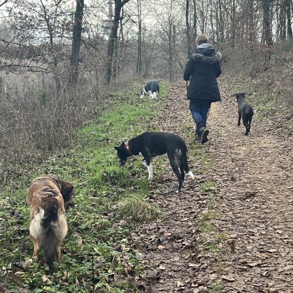 Frühjahrswanderung - unterwegs mit unseren Hunden in der Natur - einfach schön!