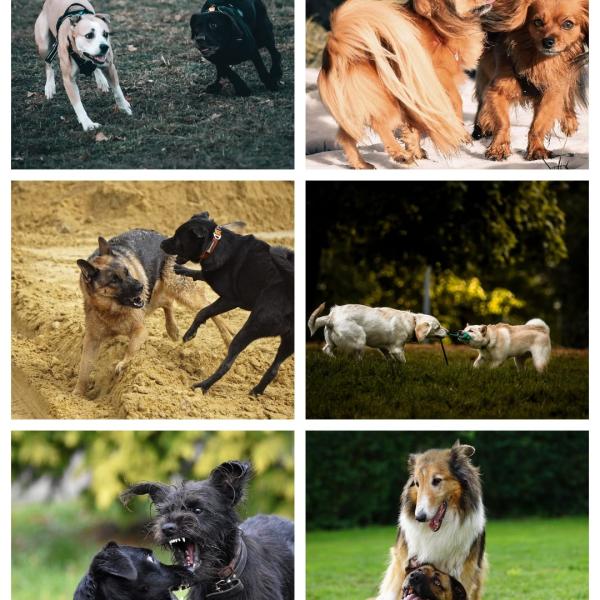 Sozialkontaktstunde mit Webinar