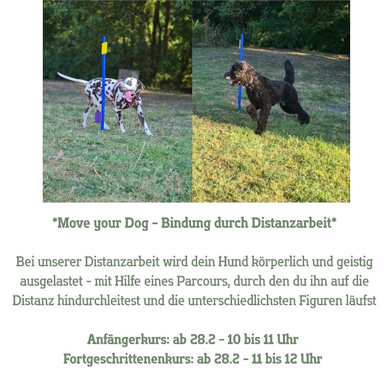 Move your dog - Fortgeschritten