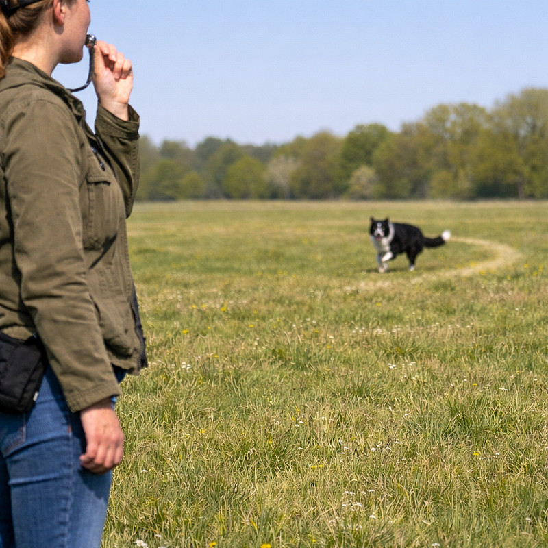 Rückruftraining intensiv - Ganztages-Workshop